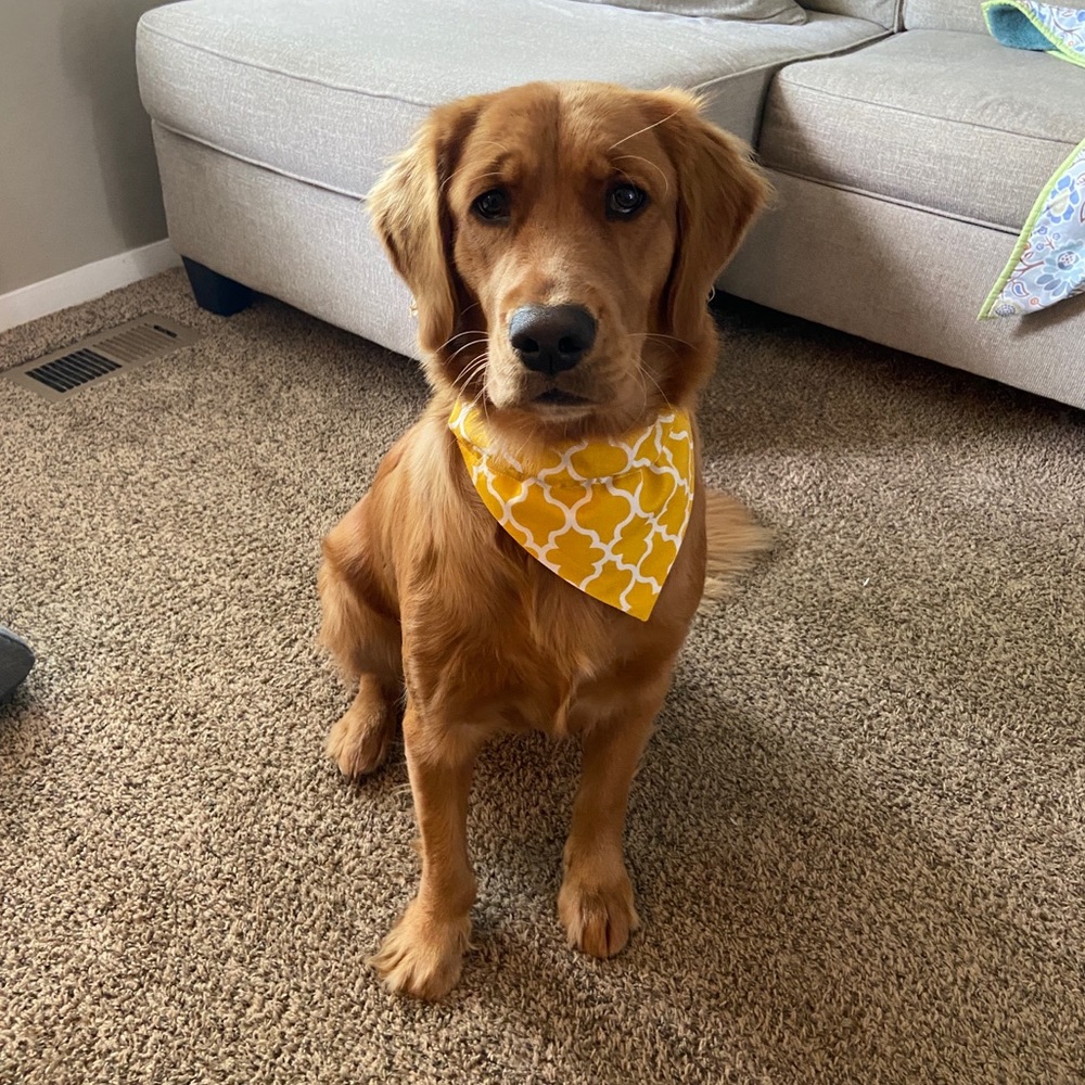 🟪Custom Handmade Reversible Dog Bandanas!